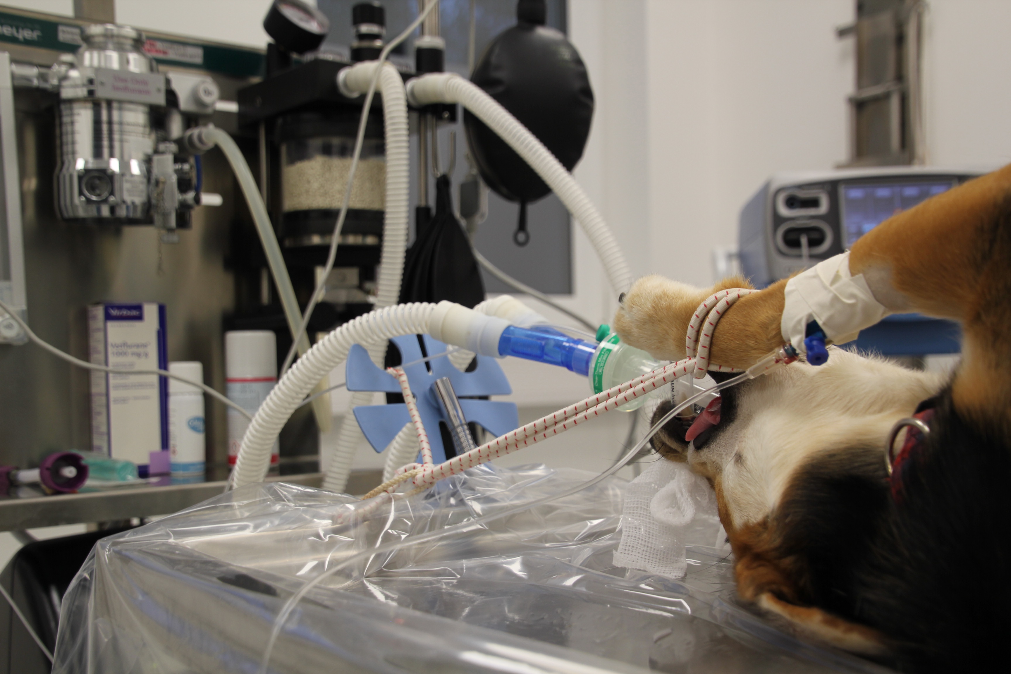 Hund OP Tiermedizin Anästhesie Operation